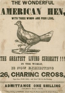 Das wunderbare amerikanische Huhn, mit drei Flügeln und vier Beinen