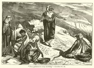 "Sie sammelten es jeden Morgen", Exodus, xvi, 21 von English School