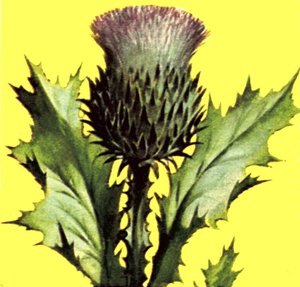 Distel von English School