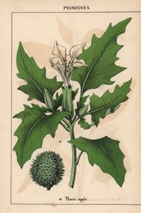 Stechapfel mit weißen Blüten und stacheligen Früchten, aus 