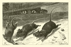 Drei kleine Mäuse von English School