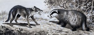 Zahn und Klaue: Tiere im Kampf von English School