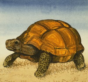 Schildkröte von English School
