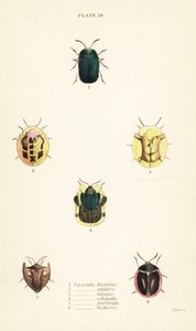 Schildkrötenkäfer: Omocerus bicornis 1, Cassida scalaris 2, Cassida micans 3, Cassida echinata 4, Cassida perforata 5, und Cassida luctuosa 6