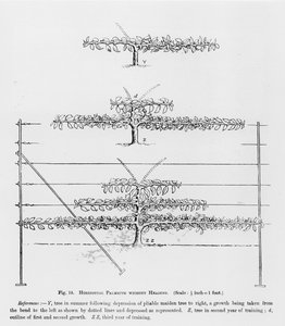 Junge Obstbäume erziehen, aus Der Obstbauernführer von John Wright, veröffentlicht ca. 1897-1905 von English School