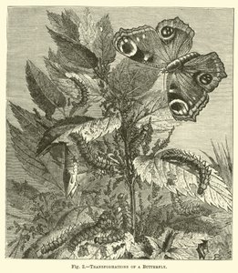 Verwandlungen eines Schmetterlings von English School
