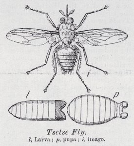 Tsetsefliege