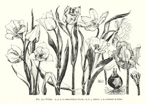 Tulpen; gleiche karminrote Blume; gelb; karminrot; weiß (Stich) von English School