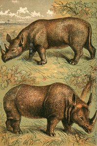 Zweihorniges Nashorn und Einhornnashorn von English School