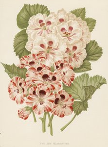 Zwei neue Pelargonien (Farblitho)