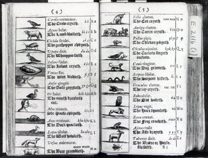 Zwei Seiten aus Orbis Sensualium Pictus von Comenius, 1659 von English School