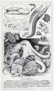 Arten von Mollusken (Lithografie) von English School
