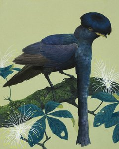 Schirmvogel