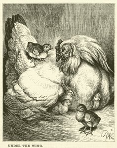 Unter dem Flügel