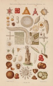 Unter dem Mikroskop: Gregarinida, Polycystina, Foraminifera, Rotifera, etc. von English School