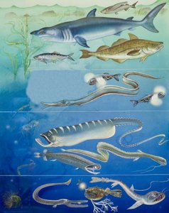 Unterwasser-Kreaturen-Montage von English School
