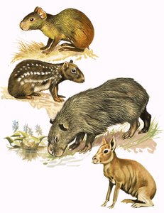 Montage nicht identifizierter Tiere von English School