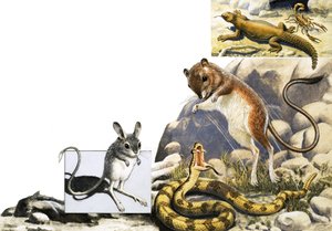 Unidentifizierte Tiere Montage mit Springmaus, Schlange und Skorpion von English School