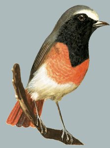 Unidentifizierter Vogel
