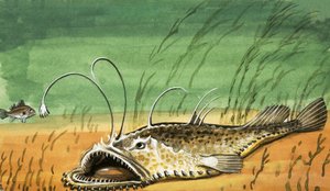 Unidentifizierte Fische