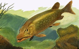 Unbekannter Fisch