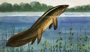 Unbekannter Fisch