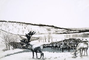 Unbekannte Rentierherde