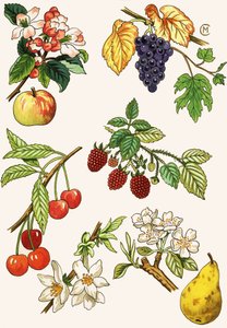 Unidentifizierte Montage von Früchten und Beeren von English School