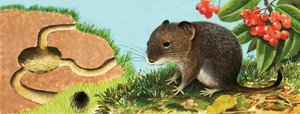 Unidentifizierte Maus und ihr Haus von English School