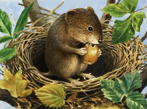 Unidentifizierte Maus, die eine Eichel im Nest frisst