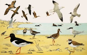 Montage von nicht identifizierten Seevögeln von English School