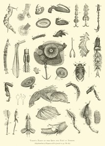 Verschiedene Teile der Beine und Füße von Insekten von English School