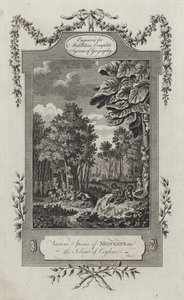 Verschiedene Affenarten auf der Insel Ceylon