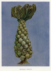 Gemüseanbau-Führer: Rosenkohl (Farblitho) von English School