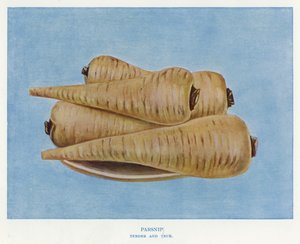 Gemüseanbau-Führer: Pastinake, zart und wahr (Farblitho)