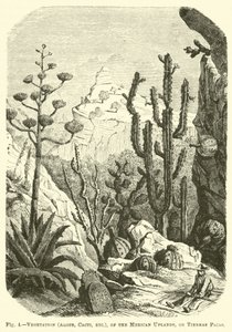 Vegetation (Aloen, Kakteen usw.) der mexikanischen Hochländer oder Tierras Frias von English School