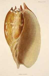 Veluta Georgina, aus Die Mollusken und Radiata, veröffentlicht 1833 von English School