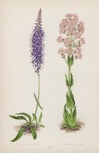 Veronica Spicata; Lychnis Alpina von English School
