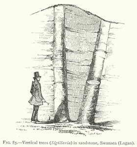 Vertikale Bäume, Sigillaria, in Sandstein, Swansea, Logan (Stich) von English School