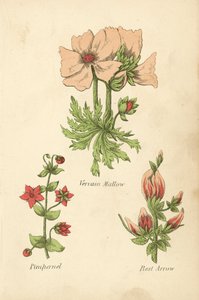 Eibisch-Malve, Pimpernelle, Pfeilwurz von English School
