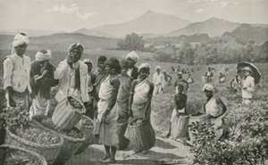 Ansicht eines Teegartens in Ceylon von English School