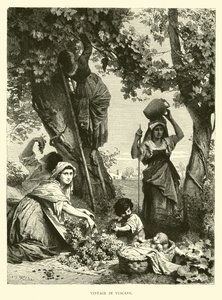 Weinlese in der Toskana von English School