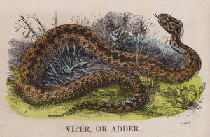 Viper oder Otter von English School