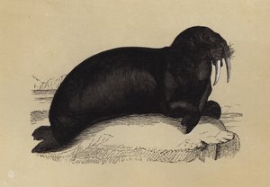 Walross (Farblithografie) von English School