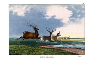 Wapiti von English School