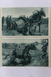 Kriegspferde versinken im Schlamm, Nordfrankreich, August 1917