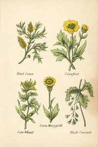 Warzenkresse, Hahnenfuß, Wachtelweizen, Korn-Ringelblume, Schwarze Johannisbeere von English School