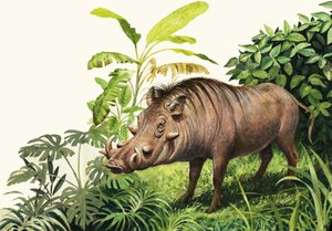 Warzenschwein
