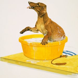 Den Hund waschen