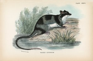Wasser-Opossum von English School